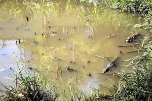 En este humedal conviven babillas, peces y tortugas, entre otros animales y plantas. En este humedal conviven babillas, peces y tortugas, entre otros animales y plantas. (Foto Javier Gutiérrez)