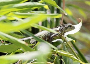 Las iguanas de variadas especies también habitan aquí.