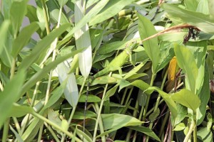 Las iguanas de variadas especies también habitan aquí.(Foto Javier Gutiérrez)