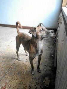 Berry busca quién le brinde un hogar.