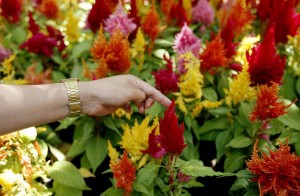 Jardines con orquídeas y flores nativas colombianas se podrán apreciar en el parque Mejoras Públicas