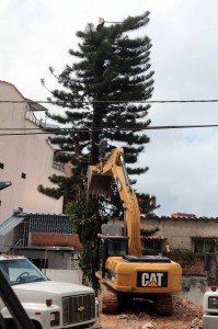 Tala de Pino para construir un edificio.