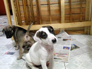 Esta son algunas de las mascotas que podrá encontrar este sábado en San Pío. - Suministrada /GENTE DE CABECERA