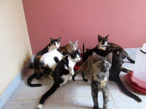 Estos son algunos de los gatos que estarán en adopción este sábado. - Suministrada /GENTE DE CABECERA