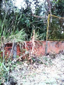 Así estuvo mucho tiempo el parque, invadido por la maleza