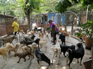 Este es el albergue de la fundación Caridad Animal. - Suministrada /GENTE DE CABECERA 