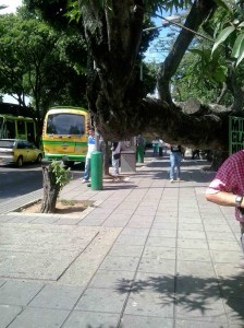 La rama del árbol cae en forma horizontal sobre el andén de la carrera 33 con calle 52, sentido norte – sur. - Suministrada / GENTE DE CABECERA