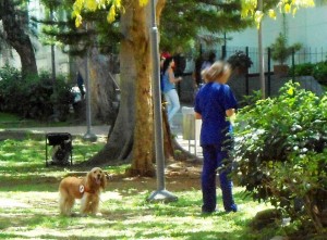 La presencia de mascotas es en ocasiones motivo de problema, sobre todo si no se lleva bolsa para recoger las heces. - Tatiana Celis / GENTE DE CABECERA