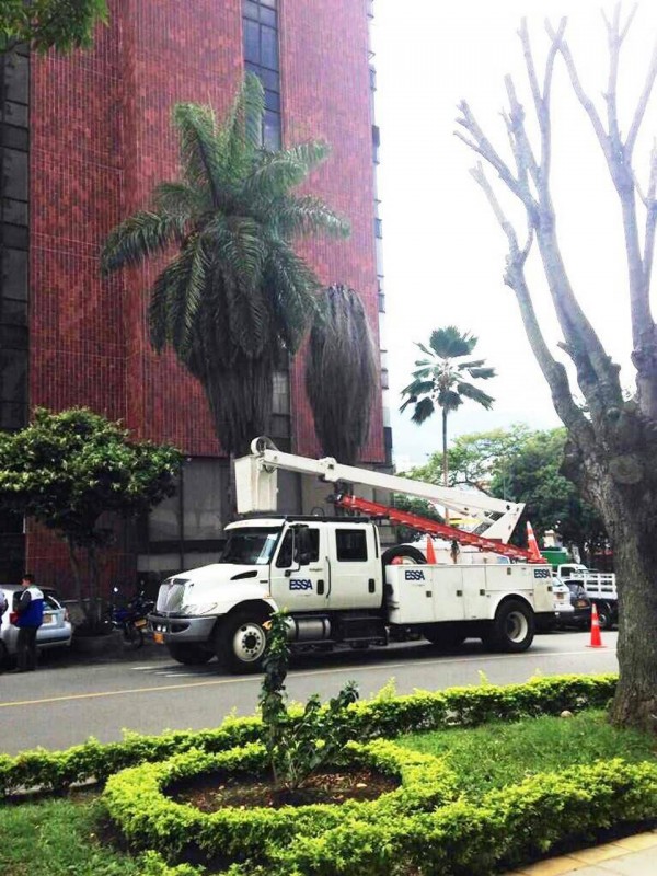 Dos palmas, según vecinos de la calle 35 con carrera 30, son hábitat de aves, una de ellas (la que está totalmente seca) podría ser talada en los próximos días