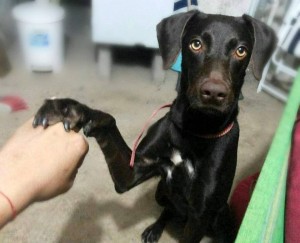 Perros y gatos del albergue esperan un hogar que los adopte.