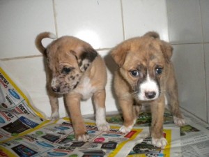 Estas son unas de las mascotas que se entregarán en adopción este sábado en el parque San Pío. - Suministrada / GENTE DE CABECERA