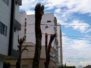 Así quedaron los tallos de los árboles en este sector de la ciudad. - Suministrada / GENTE DE CABECERA