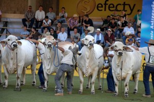 Esta feria reúne a los mejores expositores de la región y del país. - Suministrada / GENTE DE CABECERA