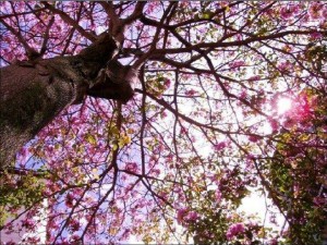 Desde otro ángulo, el guayacán en mención