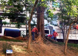 Un vecino de la zona aseguró que de este arbol se habían caído ramas que afectaron a vehículos