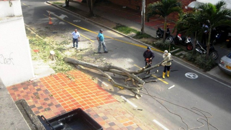 Este es el momento en el que se tala el árbol en la carrera 38 entre calles 42 y 44