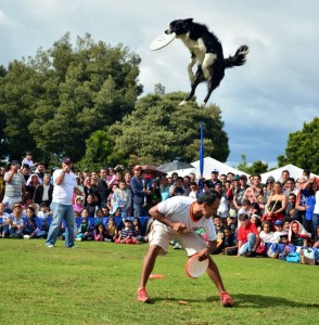 Todos los días en el pabellón múltiple se realizarán, en distintos horarios, los show de perros increíbles