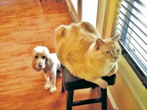 Las mascotas merecen ser cuidadas y protegidas