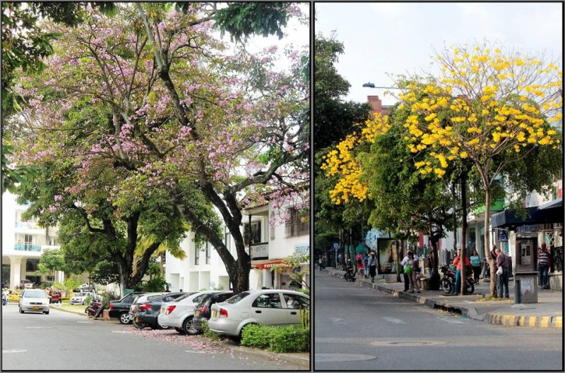 Estos altos y frondosos árboles se embellecen con sus flores rosadas y amarillas que al caer forman un tapete sobre la carrera 30 entre calles 51 y 52, y en la carrera 33 con calle 48 (amarillas). “Cuidemos y conservemos estas especies, no permitamos más talas”, dijo una transeúnte de la zona.