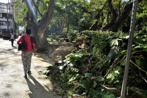 La poda se hace a la mayoría de árboles que conforman esta zona verde de Cabecera. - Fotos: Laura Herrera / GENTE DE CABECERA