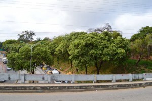 El sector de la Puerta del Sol hasta el viaducto García Cadena es el que más cantidad de árboles tiene, en el tramo de las obras que promueven la Alcaldía de Bucaramanga y la Gobernación de Santander.