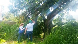 Funcionarios de la CDMB estuvieron en el sitio inspeccionando que realmente este Caracolí tiene bastantes años de vida. - Suministrada /GENTE DE CABECERA