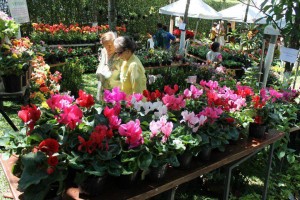 Festival de orquídeas, en el parque Mejoras Públicas.