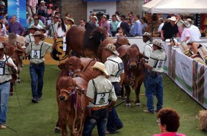 Este año se conocerán más avances genéticos en la raza brahmán, en la Feria Ganadera, que será en Cenfer.