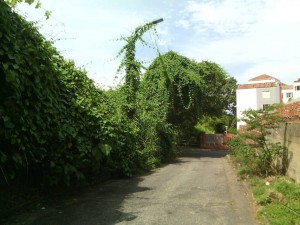 La calle 66 entre carreras 44 y 45 necesita mantenimiento en sus zonas verdes. - Suministrada / GENTE DE CABECERA