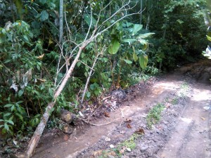 Carretera construida y árboles destruidos alrededor. - Suministrada / GENTE DE CABECERA