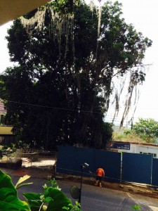 Este es el árbol que está en peligro de morir. - Suministrada / GENTE DE CABECERA