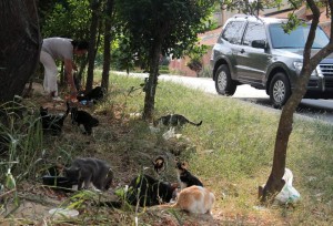 La mayoría son gatas y se reproducen más de una vez al año