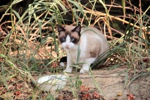 Gatos en Altos de Pan de Azúcar.