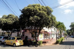 Los dos árboles de especie Oití, ubicados en la calle 53 #34-47, están tocando los cables de la luz y cableado telefónico, además de ser hábitat de murciélagos, como se reporta. - Javier Gutiérrez/GENTE DE CABECERA