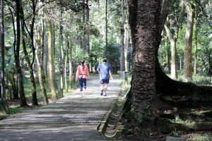 La Cdmb anunció que se pondrán cercas eléctricas para mejorar la seguridad del Parque. - Archivo / GENTE DE CABECERA