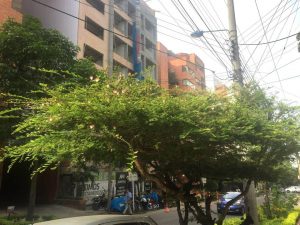 Este árbol carbonero está un poco más arriba por la misma calle 42. - Suministrada/GENTE DE CABECERA