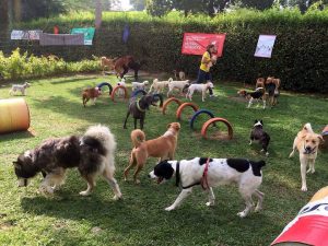 Facebook/GENTE DE CABECERA Las actividades comenzarán a las 9:00 de la mañana en Mundog. 