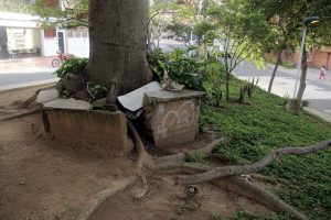 También las raíces han sobrepasado la capacidad de la jardinera donde fue sembrado. - Javier Gutiérrez/GENTE DE CABECERA