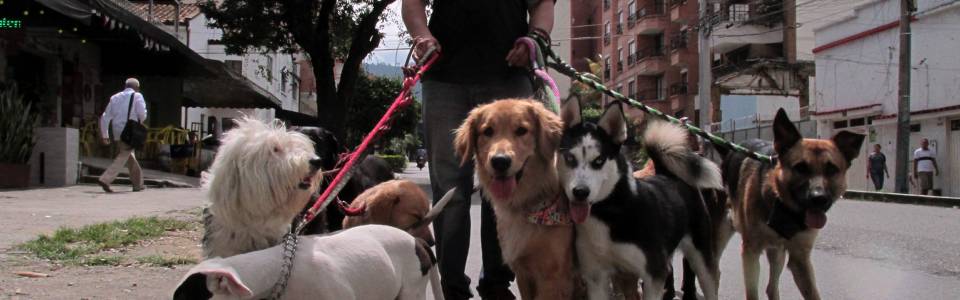 Policía adelanta operativos  para la tenencia de mascotas