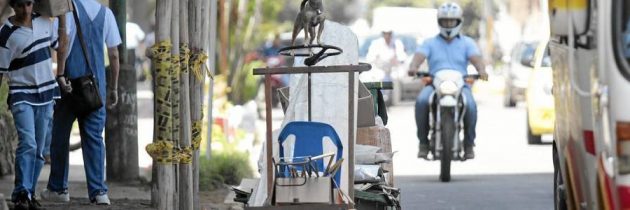 El perro reciclador