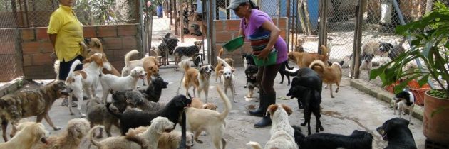 Nueva jornada de adopción de mascotas