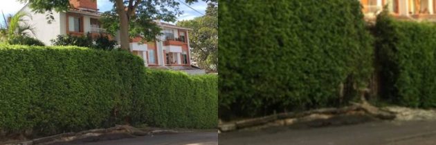 Piden arreglo de andén afectado por raices de árbol