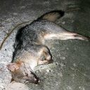 Un zorro murió atropellado